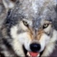 Grim_Wolf